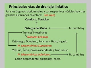 Principales vías de drenaje linfático
Para los órganos abdominales y sus respectivos nódulos hay tres
grandes estaciones colectoras (en rojo)
Conducto Torácico
Cisterna del Quilo
Tr. Lumb Izq
Troncos intestinales
Nódulos Celiacos
Estómago, Duodeno, Páncreas, Bazo, Hígado
N. Mesentéricos Superiores:
Yeyuno, Íleon, Colon ascendente y transverso
N. Mesentéricos inferiores:
N. Lumb Izq
Colon descendente, sigmoides, recto.

 