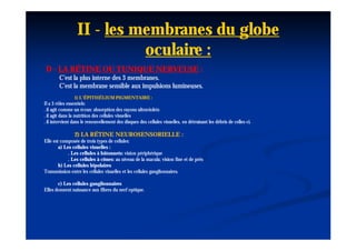 II - les membranes du globe
                            oculaire :
D - LA RÉTINE OU TUNIQUE NERVEUSE :
        C'est la plus interne des 3 membranes.
        C'est la membrane sensible aux impulsions lumineuses.
                1) L'ÉPITHÉLIUM PIGMENTAIRE :
Il a 3 rôles essentiels:
. il agit comme un écran: absorption des rayons ultraviolets
. il agit dans la nutrition des cellules visuelles
. il intervient dans le renouvellement des disques des cellules visuelles, en détruisant les débris de celles-ci.
                                                                                                       celles-

                2) LA RÉTINE NEUROSENSORIELLE :
Elle est composée de trois types de cellules:
        a) Les cellules visuelles :
             . Les cellules à bâtonnets: vision périphérique
             . Les cellules à cônes: au niveau de la macula; vision fine et de près
        b) Les cellules bipolaires
Transmission entre les cellules visuelles et les cellules ganglionnaires.

       c) Les cellules ganglionnaires
Elles donnent naissance aux fibres du nerf optique.
 