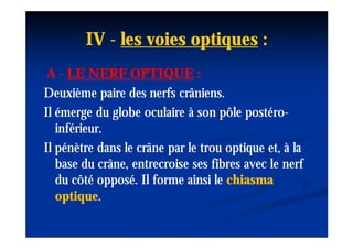 IV - les voies optiques :
 A - LE NERF OPTIQUE :
Deuxième paire des nerfs crâniens.
Il émerge du globe oculaire à son pôle postéro-
                                         postéro-
   inférieur.
Il pénètre dans le crâne par le trou optique et, à la
   base du crâne, entrecroise ses fibres avec le nerf
   du côté opposé. Il forme ainsi le chiasma
   optique.
   optique.
 