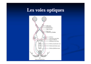 Les voies optiques
 