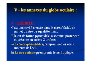 V - les annexes du globe oculaire :

A - L'ORBITE :
C'est une cavité creusée dans le massif facial, de
   part et d'autre du squelette nasal.
Elle est de forme pyramidale, à sommet postérieur
   et présente en arrière 2 orifices:
a) La fente sphénoïdale qu'empruntent les nerfs
   moteurs de l'oeil.
                l'oeil.
b) Le trou optique qu'emprunte le nerf optique.
 