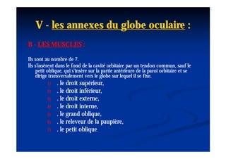 V - les annexes du globe oculaire :
B - LES MUSCLES :

Ils sont au nombre de 7.
Ils s'insèrent dans le fond de la cavité orbitaire par un tendon commun, sauf le
    petit oblique, qui s'insère sur la partie antérieure de la paroi orbitaire et se
    dirige transversalement vers le globe sur lequel il se fixe.
         1)   . le droit supérieur,
         2)   . le droit inférieur,
         3)   . le droit externe,
         4)   . le droit interne,
         5)   . le grand oblique,
         6)   . le releveur de la paupière,
         7)   . le petit oblique.
 