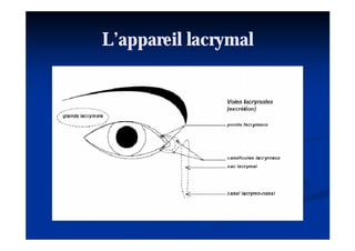 L’appareil lacrymal
 