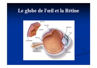 Le globe de l'œil et la Rétine
 