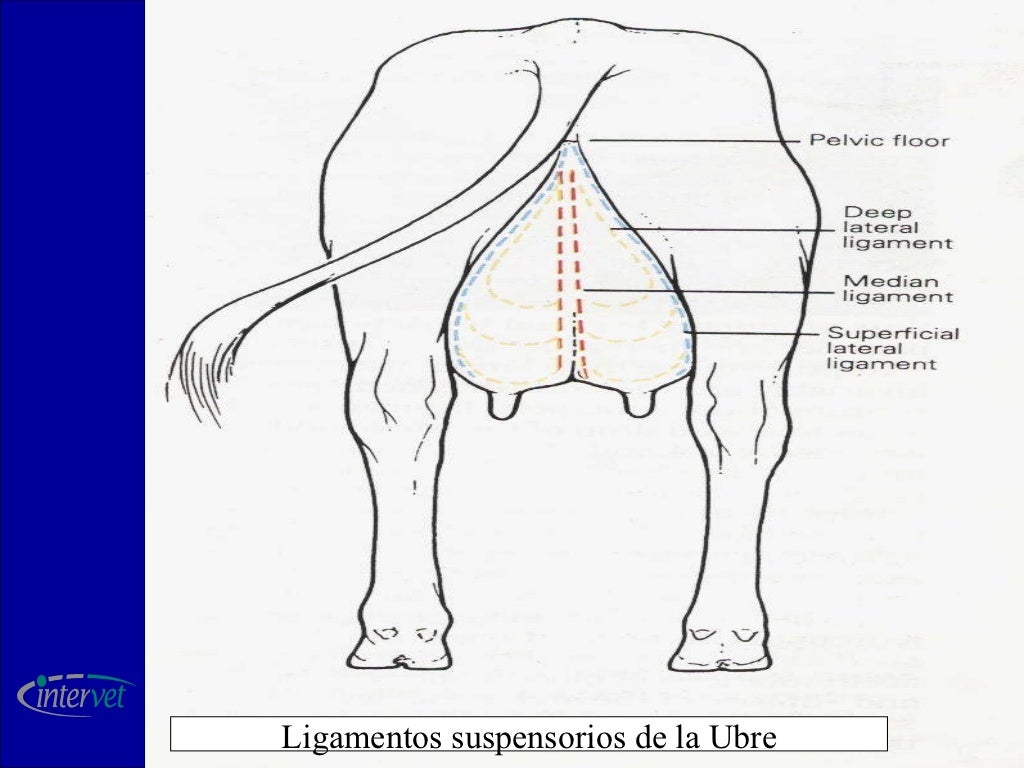 Anat. y fisio. de la ubre MSD Salud Animal Salud Lechera