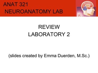ANAT 321 REVIEW LABORATORY 2 (slides created by Emma Duerden, M.Sc.) NEUROANATOMY LAB 