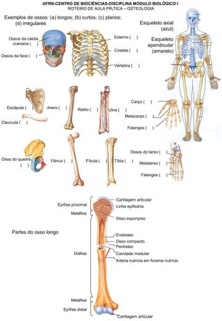 Ossos da calota
craniana ( )
Ossos da face ( )
Vértebra ( )
Esterno ( )
Costela ( )
UFRN-CENTRO DE BIOCIÊNCIAS-DISCIPLINA MÓDULO BIOLÓGICO I
ROTEIRO DE AULA PRÁTICA – OSTEOLOGIA
Esqueleto axial
(azul)
Esqueleto
apendicular
(amarelo)
Exemplos de ossos: (a) longos; (b) curtos; (c) planos;
(d) irregulares
Escápula ( )
Clavícula ( )
Úmero ( )
Carpo ( )
Falanges ( )
Metacarpo ( )
Rádio ( ) Ulna ( )
Osso do quadril
( )
Fêmur ( )
Ossos do tarso ( )
Metatarso ( )
Falanges ( )
Fíbula ( ) Tíbia ( )
Partes do osso longo
Epífise proximal
Metáfise
Diáfise
Epífise distal
Metáfise
Cartilagem articular
Artéria nutrícia em forame nutrício
Cavidade medular
Periósteo
Cartilagem articular
Endósteo
Osso compacto
Osso esponjoso
Linha epifisária
 