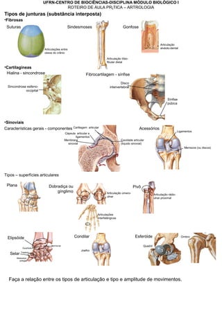 UFRN-CENTRO DE BIOCIÊNCIAS-DISCIPLINA MÓDULO BIOLÓGICO I
ROTEIRO DE AULA PRÁTICA – ARTROLOGIA
Tipos de junturas (substância interposta)
•Cartilagíneas
Hialina - sincondrose
Sincondrose esfeno-
occipital
Fibrocartilagem - sínfise
Disco
intervertebral
Sínfise
púbica
•Fibrosas
•Sinoviais
Cavidade articular
(líquido sinovial)
Cartilagem articular
Cápsula articular e
ligamentos
Membrana
sinovial
Características gerais - componentes
Tipos – superfícies articulares
Plana
Navicular
C2
C3
Dobradiça ou
gínglimo Articulação úmero-
ulnar
Articulações
interfalângicas
Elipsóide Rádio
Escafóide
Semilunar
Trapézio
Metacarpo
polegar
Selar
Ligamentos
Meniscos (ou discos)
Acessórios
Articulação rádio-
ulnar proximal
Pivô
Condilar
Joelho
Quadril
OmbroEsferóide
Faça a relação entre os tipos de articulação e tipo e amplitude de movimentos.
Sindesmoses
Articulação tíbio-
fibular distal
Gonfose
Articulação
alvéolo-dental
Suturas
Articulações entre
ossos do crânio
 