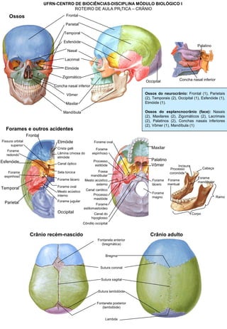 UFRN-CENTRO DE BIOCIÊNCIAS-DISCIPLINA MÓDULO BIOLÓGICO I
ROTEIRO DE AULA PRÁTICA – CRÂNIO
Ossos Frontal
Parietal
Temporal
Occipital
Esfenóide
Zigomático
Maxilar
Mandíbula
Etmóide
Lacrimal
Nasal
Concha nasal inferior
Vômer
Concha nasal inferior
Palatino
Crânio recém-nascido
Forame
lácero
Forame
magno
Canal carótico
Forame oval
Forame
espinhoso
Canal do
hipoglosso
Forame
estilomastoídeo
Processo
mastóide
Processo
estilóide
Meato acústico
externo
Côndilo occipital
Fossa
mandibular
Maxilar
Palatino
Vômer
Frontal
Etmóide
Forame lácero
Canal óptico
Sela túrcica
Forame oval
Forame jugular
Meato acústico
interno
Lâmina crivosa do
etmóide
Occipital
Parietal
Temporal
Fissura orbital
superior
Forame
redondo
Forame
espinhoso
Esfenóide
Crista galli
Corpo
Ramo
Incisura
Processo
coronóide
Cabeça
Forame
mentual
Forame
mandibular
Forames e outros acidentes
Sutura sagital
Sutura lambdóide
Sutura coronal
Bregma
Lambda
Fontanela anterior
(bregmática)
Fontanela posterior
(lambdóide)
Crânio adulto
Ossos do neurocrânio: Frontal (1), Parietais
(2), Temporais (2), Occipital (1), Esfenóide (1),
Etmóide (1).
Ossos do esplancnocrânio (face): Nasais
(2), Maxilares (2), Zigomáticos (2), Lacrimais
(2), Palatinos (2), Conchas nasais inferiores
(2), Vômer (1), Mandíbula (1)
 