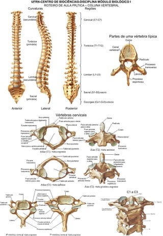 UFRN-CENTRO DE BIOCIÊNCIAS-DISCIPLINA MÓDULO BIOLÓGICO I
ROTEIRO DE AULA PRÁTICA – COLUNA VERTEBRAL
Regiões
Cervical (C1-C7)
Torácica (T1-T12)
Lombar (L1-L5)
Sacral (S1-S5)-sacro
Coccígea (Co1-Co3)-cóccix
Curvaturas
Cervical
(secundária)
Lombar
(secundária)
Torácica
(primária)
Sacral
(primária)
Anterior Lateral Posterior
L5
T12
C7
S5
Corpo
Canal
vertebral
Pedículo
Lâmina
Processo
transverso
Processo
espinhoso
Partes de uma vértebra típica
C1 a C3
Vértebras cervicais
 