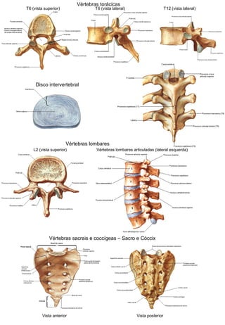 Vértebras torácicas
T6 (vista superior) T6 (vista lateral) T12 (vista lateral)
Vértebras lombares
L2 (vista superior) Vértebras lombares articuladas (lateral esquerda)
Disco intervertebral
Vértebras sacrais e coccígeas – Sacro e Cóccix
Vista anterior Vista posterior
 