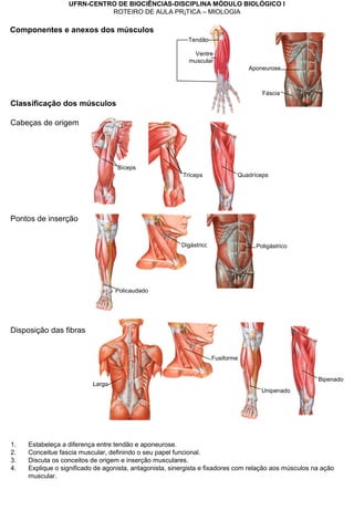 UFRN-CENTRO DE BIOCIÊNCIAS-DISCIPLINA MÓDULO BIOLÓGICO I
ROTEIRO DE AULA PRÁTICA – MIOLOGIA
Bíceps
Tríceps Quadríceps
Policaudado
Digástrico Poligástrico
Unipenado
Bipenado
Fusiforme
Largo
Aponeurose
Fáscia
Componentes e anexos dos músculos
Classificação dos músculos
Cabeças de origem
Pontos de inserção
Disposição das fibras
1. Estabeleça a diferença entre tendão e aponeurose.
2. Conceitue fascia muscular, definindo o seu papel funcional.
3. Discuta os conceitos de origem e inserção musculares.
4. Explique o significado de agonista, antagonista, sinergista e fixadores com relação aos músculos na ação
muscular.
Tendão
Ventre
muscular
 