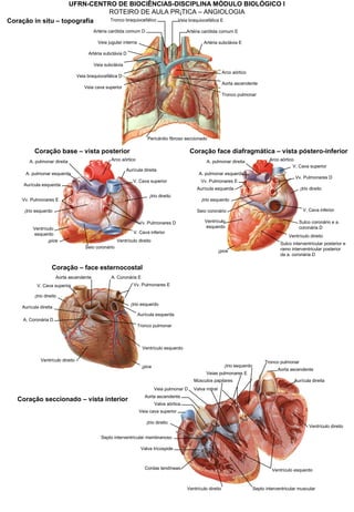UFRN-CENTRO DE BIOCIÊNCIAS-DISCIPLINA MÓDULO BIOLÓGICO I
ROTEIRO DE AULA PRÁTICA – ANGIOLOGIA
Pericárdio fibroso seccionado
Tronco pulmonar
Veia cava superior
Veia braquiocefálica D
Veia braquiocefálica E
Veia subclávia
Veia jugular interna
Aorta ascendente
Arco aórtico
Artéria subclávia D
Artéria carótida comum D
Tronco braquiocefálico
Artéria carótida comum E
Artéria subclávia E
Coração in situ – topografia
Arco aórtico
A. pulmonar esquerda
A. pulmonar direita
V. Cava superior
V. Cava inferior
Seio coronário
Vv. Pulmonares D
Vv. Pulmonares E
Átrio esquerdo
Átrio direito
Aurícula direita
Aurícula esquerda
Ápice Ventrículo direito
Ventrículo
esquerdo
Coração base – vista posterior
Arco aórtico
A. pulmonar esquerda
A. pulmonar direita
V. Cava superior
V. Cava inferiorSeio coronário
Vv. Pulmonares D
Vv. Pulmonares E
Átrio esquerdo
Átrio direitoAurícula esquerda
Ápice
Ventrículo direito
Ventrículo
esquerdo
Sulco coronário e a.
coronária D
Sulco interventricular posterior e
ramo interventricular posterior
da a. coronária D
Coração face diafragmática – vista póstero-inferior
Septo interventricular muscular
Músculos papilares
Valva tricúspide
Valva mitral
Valva aórtica
Septo interventricular membranoso
Veia cava superior
Átrio direito
Aorta ascendente
Tronco pulmonar
Veia pulmonar D
Veias pulmonares E
Aorta ascendente
Átrio esquerdo
Aurícula direita
Ventrículo direito
Ventrículo direito
Ventrículo esquerdoCordas tendíneas
Coração seccionado – vista interior
Coração – face esternocostal
A. Coronária E
A. Coronária D
V. Cava superior
Átrio direito
Aurícula direita
Tronco pulmonar
Vv. Pulmonares E
Aorta ascendente
Átrio esquerdo
Aurícula esquerda
Ventrículo direito
Ventrículo esquerdo
Ápice
 
