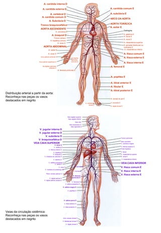 A. carótida comum E
A. subclávia E
ARCO DA AORTA
AORTA TORÁCICA
A. axilar E
A. gástrica E
Diafragma
A. lienal E
A. renal E
A. mesentérica superior
A. gonadal (testicular ou
ovariana) E
A. mesentérica inferior
A. Ilíaca comum E
A. Ilíaca externa E
A. Ilíaca interna E
A. femoral E
A. poplítea E
A. tibial anterior E
A. tibial posterior E
A. fibular E
A. dorsal do pé E
A. arqueada EA. metatarsal
dorsal E
A. femoral profunda D
Aa.digitais
palmares
comuns D
Aa.digitais palmares
próprias D
Arco palmar superficial D
Arco palmar profundo D
A. ulnar D
A. radial D
AORTA ABDOMINAL
A. renal D
A. hepática comum
Tronco celíaco
A. braquial D
A. coronária D
AORTA ASCENDENTE
Tronco braquiocefálico
A. Subclávia D
A. carótida comum D
A. vertebral D
A. carótida externa D
A. carótida interna D
A. digital dorsal E
Distribuição arterial a partir da aorta:
Reconheça nas peças os vasos
destacados em negrito
VEIA CAVA INFERIOR
V. jugular interna D
VEIA CAVA SUPERIOR
Seio sagital superior
Seio sagital inferior
Seio reto
Seio transverso D
Seio sigmóide D
V. jugular externa D
V. subclávia D
V. braquiocefálica D
V. axilar D
V. cefálica D
V. frênica inferior D
V. hepática D
V. braquial D
V. mediana do cotovelo D
V. basílica D
V. cefálica acessória D
V. radial D
V. mediana do antebraço D
V. ulnar D
Plexo venoso palmar D
V. digital palmar D
V. digital palmar própria D
V. gonadal D
V. lombar D
V. femoral
profunda D
V. femoral D
V. safena acessória D
V. safena magna D
V. poplítea D
V. safena parva D
V. tibial anterior D
V. tibial posterior D
Arco venoso dorsal D
V. Metatarsal dorsal D
V. digital dorsal D
V. Ilíaca externa E
V. Ilíaca interna E
V. Ilíaca comum E
V. mesentérica inferior
V. renal E
V. mesentérica superior
V. lienal
Porta hepática
V. frênica superior E
V. cardíaca magna
Seio coronário
Tronco pulmonar
Veias da circulação sistêmica:
Reconheça nas peças os vasos
destacados em negrito
 