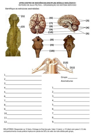 Identifique as estruturas assinaladas:
1___________________________________
2___________________________________
3___________________________________
4___________________________________
5___________________________________
6___________________________________
7___________________________________
8___________________________________
9___________________________________
10__________________________________
11.__________________________________
12.__________________________________
Grupo _________
Assinaturas
1___________________________________
2___________________________________
3___________________________________
4___________________________________
5___________________________________
6___________________________________
7___________________________________
8___________________________________
9.__________________________________
[1]
[2]
[8]
[9]
[10]
[11]
[12]
[3]
[4]
[5]
[6]
[7]
[8]
[9]
[10]
UFRN-CENTRO DE BIOCIÊNCIAS-DISCIPLINA MÓDULO BIOLÓGICO I
ROTEIRO DE AULA PRÁTICA – ORGANIZAÇÃO DO SISTEMA NERVOSO
RELATÓRIO: Responder os 12 itens. Entrega no final da aula. Valor: 0 (zero) a 10 (dez) com peso 3. O não
comparecimento à aula prática implica em perda de 50% do valor da nota obtida pelo grupo.
 