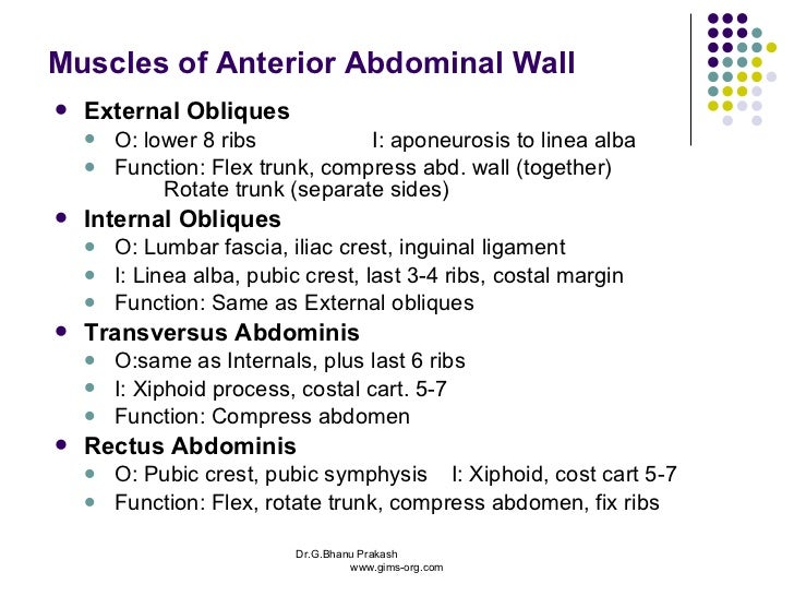 Anatomy abdomen and pelvis