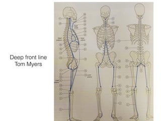 Deep Front Line Dissection Breathing | PDF