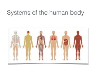 Systems of the human body
 