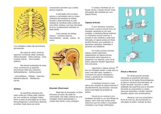 compressíveis permitem que a sínfise                     O contato é facilitado por um
                                                 absorva impactos.                              líquido viscoso, o líquido sinovial. Essas
                                                                                                articulações são revestidas por uma
                                                          A articulação entre os ossos          cápsula fibrosa.
                                                 púbicos e a articulação entre os corpos
                                                 vertebrais são exemplos de sínfises.
                                                 Durante o desenvolvimento as duas
                                                 metades da mandíbula estão unidas por          Cápsula Articular
                                                 uma sínfise mediana, mas essa articulação
                                                 torna-se completamente ossificada na                    É uma membrana conjuntiva
                                                 idade adulta.                                  que envolve a juntura sinovial como um
                                                                                                manguito. apresenta-se com duas
                                                          Como exemplo de sínfises,             camadas: a membrana fibrosa (externa)
                                                 citamos: - manúbrio-esternal; -                e a membrana sinovial (interna). A
                                                 intervertebrais; - sacrais; - púbica; - do     primeira é mais resistente e pode estar
                                                 mento                                          reforçada, em alguns pontos por feixes
                                                                                                também fibrosos, que constituem os
                                                                                                ligamentos capsulares, destinados a
e as cartilagens costais são sincondroses                                                       aumentar sua resistência.
permanentes.
                                                                                                          Em muitas junturas sinoviais,
          Nos ossos do crânio, temos as                                                         todavia, existem ligamentos
seguintes ocorrências (ditas cranianas): -                                                      independentes da cápsula articular
Esfeno-etmoidal; - Esfeno-petrosa; - Intra-                                                     denominados extra-capsulares ou
occipital anterior; - Intra-occipital                                                           acessórios e em algumas, como na do
posterior.                                                                                      joelho, aparecem também ligamentos
                                                                                                intra-articulares.
          Nas demais localizações de nosso
corpo, encontramos as seguintes                                                                          Ligamentos e cápsula articular 59
sincondroses (ditas pós cranianas): -                                                           tem por finalidade manter a união entre os
Epifisiodiafisárias; - Epifisiocorporal;                                                        ossos, mas além disso, impedem o
                                                                                                                                              Discos e Meniscos
                                                   Diartorse                                    movimento em planos indesejáveis e
- Intra-epifisária; - Múltipla; - Esternais; -                                                                                                         Em várias junturas sinoviais,
                                                                                                limitam a amplitude dos movimentos
Manúbrio-esternal; - Xifoesternal; -                                                                                                          interpostas as superfícies articulares,
                                                                                                considerados normais.
Sacrais.                                                                                                                                      encontram-se formações fibrocartilagíneas,
                                                                                                         A membrana sinovial é a mais         os discos e meniscos intra-articulares, de
                                                                                                interna das camadas da cápsula articular. É   função discutida: serviriam a melhor
                                                                                                abundantemente vascularizada e inervada       adaptação das superfícies que se articulam
Sínfises                                         Sinoviais (Diartroses)                                                                       (tornando-as congruentes) ou seriam
                                                                                                sendo encarregada da produção da
                                                                                                                                              estruturas destinados a receber violentas
                                                          Neste tipo de articulação, as faces   sinóvia.
          As superfícies articulares dos                                                                                                      pressões, agindo como amortecedores.
ossos unidos por sínfises estão cobertos         articulares do ossos não estão em
                                                 continuidade. Elas estão cobertas por uma               Discute-se se a sinóvia é uma
por uma camada de cartilagem hialina.                                                                                                                  Meniscos, com sua característica
                                                 cartilagem hialina especializada e o           verdadeira secreção ou um ultra-filtrado do
Entre os ossos da articulação há um disco                                                                                                     forma de meia lua, são encontrados na
                                                 contato está restrito a esta cartilagem.       sangue, mas é certo que contem ácido
fibrocartilaginoso é característica distintiva                                                                                                articulação do joelho. Exemplo de disco
                                                                                                hialuronico que lhe confere a viscosidade
da sínfise. Esses discos por serem
                                                                                                necessária a sua função lubrificadora.
 