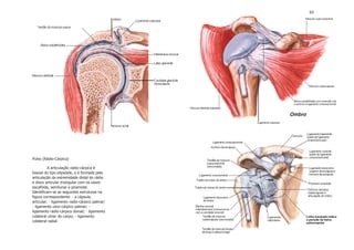 63




                                               Ombro




Pulso (Rádio-Cárpica)

          A articulação radio-cárpica é
biaxial do tipo elipsóide, e é formada pela
articulação da extremidade distal do rádio
e disco articular triangular com os ossos
escafóide, semilunar e piramidal.
Identificam-se as seguintes estruturas na
figura correspondente: - a cápsula
articular; - ligamento radio-cárpico palmar;
- ligamento ulno-cárpico palmar; -
ligamento radio-cárpico dorsal; - ligamento
colateral ulnar do carpo; - ligamento
colateral radial
 