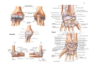 64




           Punho
Cotovelo
 