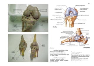 66




      Joelho




Talocrural                                                                           Tornozelo
         Articulação do tornozelo, é uma
articulação uniaxial. Envolve a               Fontes de textos e figuras:
extremidade inferior da tíbia e seu           1. Online Biology Book
maléolo medial, o maléolo lateral da fíbula   © The Online Biology Book is hosted by Estrella Mountain
                                              Community College, in sunny Avondale, Arizona. Text ©1992,
e o corpo do tálus.                           1994, 1997, 1998, 1999, 2000, 2001, 2002, M.J. Farabee, all
                                              rights reserved. Use for educational purposes is encouraged.
                                              2. O Corpo Humano
        Identificamos as seguintes            © 2000 jPauloN.RochaJr Corporation, All rights reserved
estruturas: - ligamento medial; -             (www.corpohumano.hpg.ig.com.br)
                                              3. NETTER, Frank H. Atlas de Anatomia Humana.
complexo ligamentar medial; - complexo        2ed. Porto Alegre: Artmed, 2000.
ligamentar lateral.
 