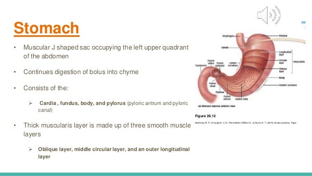 Anat Assignment Gi Tract Presentation