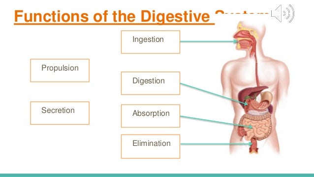 Anat assignment-GI tract presentation