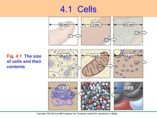 4.1  Cells Fig. 4.1  The size of cells and their contents 20 nm 20   m 20 mm 2 mm 0.2 mm 2   m 2 nm 0.2 nm 0.2   m 