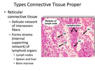 Types Connective Tissue ProperReticular connective tissueDelicate network of interwoven fibersForms stroma (internal supporting network) of lymphoid organsLymph nodesSpleen and liverBone marrow