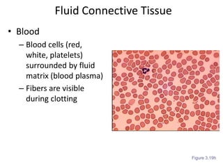 Fluid Connective TissueBloodBlood cells (red, white, platelets) surrounded by fluid matrix (blood plasma)Fibers are visible during clottingFigure 3.19h