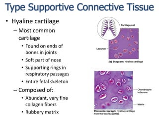 Type Supportive Connective TissueHyaline cartilageMost common cartilageFound on ends of bones in jointsSoft part of noseSupporting rings in respiratory passagesEntire fetal skeletonComposed of:Abundant, very fine collagen fibersRubbery matrix