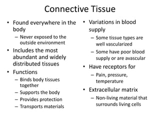 Connective TissueVariations in blood supplySome tissue types are well vascularizedSome have poor blood supply or are avascularHave receptors forPain, pressure, temperatureExtracellular matrixNon-living material that surrounds living cellsFound everywhere in the bodyNever exposed to the outside environmentIncludes the most abundant and widely distributed tissuesFunctionsBinds body tissues togetherSupports the bodyProvides protectionTransports materials