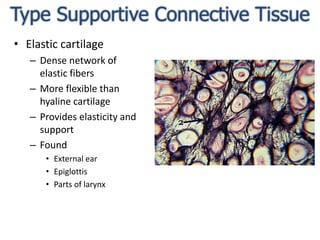 Type Supportive Connective TissueElastic cartilageDense network of elastic fibersMore flexible than hyaline cartilageProvides elasticity and supportFoundExternal earEpiglottisParts of larynx