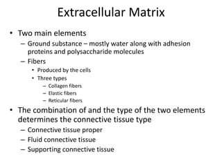 Extracellular MatrixTwo main elementsGround substance – mostly water along with adhesion proteins and polysaccharide moleculesFibersProduced by the cellsThree typesCollagen fibersElastic fibersReticular fibersThe combination of and the type of the two elements determines the connective tissue typeConnective tissue properFluid connective tissueSupporting connective tissue