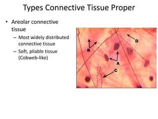 Types Connective Tissue ProperAreolar connective tissueMost widely distributed connective tissueSoft, pliable tissue (Cobweb-like)