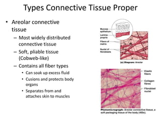 Types Connective Tissue ProperAreolar connective tissueMost widely distributed connective tissueSoft, pliable tissue (Cobweb-like)Contains all fiber typesCan soak up excess fluidCusions and protects body organsSeparates from and attaches skin to muscles