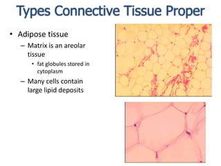 Types Connective Tissue ProperAdipose tissueMatrix is an areolar tissue fat globules stored in cytoplasmMany cells contain large lipid deposits