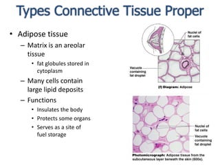 Types Connective Tissue ProperAdipose tissueMatrix is an areolar tissue fat globules stored in cytoplasmMany cells contain large lipid depositsFunctionsInsulates the bodyProtects some organsServes as a site of fuel storage