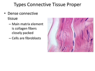 Types Connective Tissue ProperDense connective tissueMain matrix element is collagen fibers closely packedCells are fibroblasts