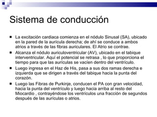 Sistema de conducción La excitación cardiaca comienza en el nódulo Sinusal (SA), ubicado en la pared de la aurícula derecha; de ahí se conduce a ambos atrios a través de las fibras auriculares. El Atrio se contrae. Alcanza el nódulo auriculoventricular (AV), ubicado en el tabique interventricular. Aquí el potencial se retrasa , lo que proporciona el tiempo para que las aurículas se vacíen dentro del ventrículo. Luego ingresa en el Haz de His, pasa a sus dos ramas derecha e izquierda que se dirigen a través del tabique hacia la punta del corazón. Luego las Fibras de Purkinje, conducen el PA con gran velocidad, hacia la punta del ventrículo y luego hacia arriba al resto del Miocardio , contrayéndose los ventrículos una fracción de segundos después de las aurículas o atrios. 