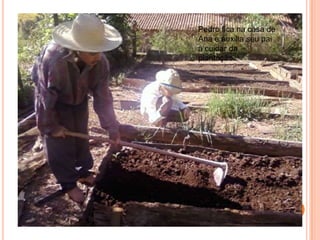Pedro fica na casa de Ana e auxilia seu pai a cuidar da plantação.