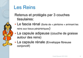 Les Reins
Retenus et protégés par 3 couches
tissulaires:
 Le fascia rénal (Sorte de « péritoine » arrimant les
reins aux tissus périphériques)
 La capsule adipeuse (couche de graisse
autour des reins)
 La capsule rénale (Enveloppe fibreuse
conjonctif)
10Franck Rencurel, BTS 2020
 