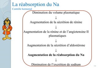 La réabsorption du Na
Contrôle hormonal
Diminution du volume plasmatique
↓
Augmentation de la sécrétion de rénine
↓
Augmentation de la rénine et de l’angiotensine II
plasmatiques
↓
Augmentation de la sécrétion d’aldostérone
↓
Augmentation de la réabsorption du Na
↓
Diminution de l’excrétion de sodium 100Franck Rencurel, BTS 2020
 