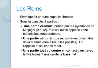 Les Reins
 Enveloppés par une capsule fibreuse
 Sous la capsule, 3 parties :
 une partie centrale formée par les pyramides de
Malpighi (9 à 12). Elle est aussi appelée zone
médullaire, zone profonde.
Une partie périphérique recouvre les pyramides
de la médula rénale (sauf les papilles). On
l’appelle aussi cortex rénal.
Une partie tout au centre en contact direct avec
le hile formant une cavité le bassinet
11Franck Rencurel, BTS 2020
 