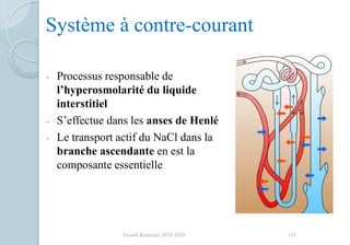 Système à contre-courant
- Processus responsable de
l’hyperosmolarité du liquide
interstitiel
- S’effectue dans les anses de Henlé
- Le transport actif du NaCl dans la
branche ascendante en est la
composante essentielle
110Franck Rencurel, BTS 2020
 