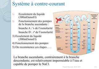 Système à contre-courant
1) Ecoulement du liquide
(300mOsmol/l)
2) Fonctionnement des pompes
de la branche ascendante :
branche A : ↘ de l’osmolarité
branche D : ↗ de l’osmolarité
3) Ecoulement du liquide
(300mOsmol/l)
4) Fonctionnement des pompes
5) On recommence ces étapes . . .
La branche ascendante, contrairement à la branche
descendante, est relativement imperméable à l’eau et
capable de pomper le NaCl.
111Franck Rencurel, BTS 2020
 