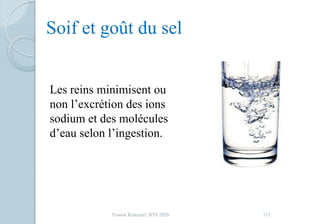 Soif et goût du sel
Les reins minimisent ou
non l’excrétion des ions
sodium et des molécules
d’eau selon l’ingestion.
115Franck Rencurel, BTS 2020
 