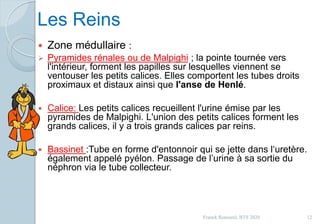 Les Reins
 Zone médullaire :
 Pyramides rénales ou de Malpighi ; la pointe tournée vers
l'intérieur, forment les papilles sur lesquelles viennent se
ventouser les petits calices. Elles comportent les tubes droits
proximaux et distaux ainsi que l'anse de Henlé.
 Calice: Les petits calices recueillent l'urine émise par les
pyramides de Malpighi. L'union des petits calices forment les
grands calices, il y a trois grands calices par reins.
 Bassinet :Tube en forme d'entonnoir qui se jette dans l‘uretère.
également appelé pyélon. Passage de l’urine à sa sortie du
néphron via le tube collecteur.
12Franck Rencurel, BTS 2020
 