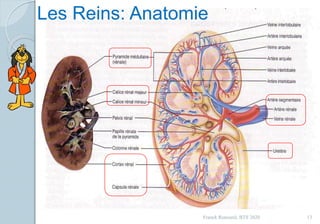 Franck Rencurel, BTS 2020 13
Les Reins: Anatomie
 